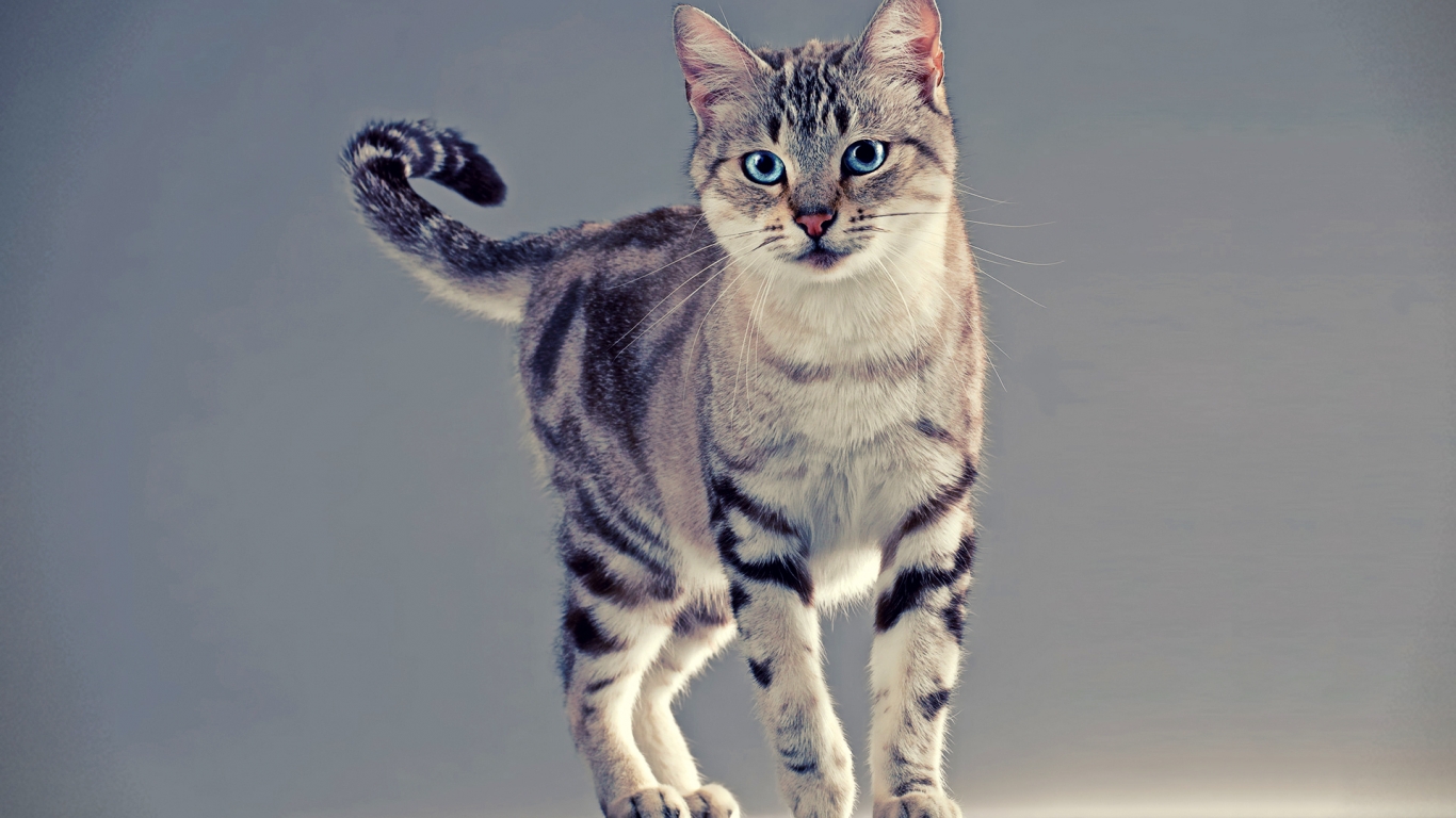 American Wirehair Cat for 1366 x 768 HDTV resolution