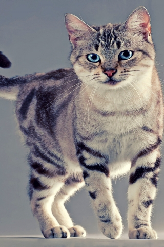 American Wirehair Cat for 320 x 480 iPhone resolution