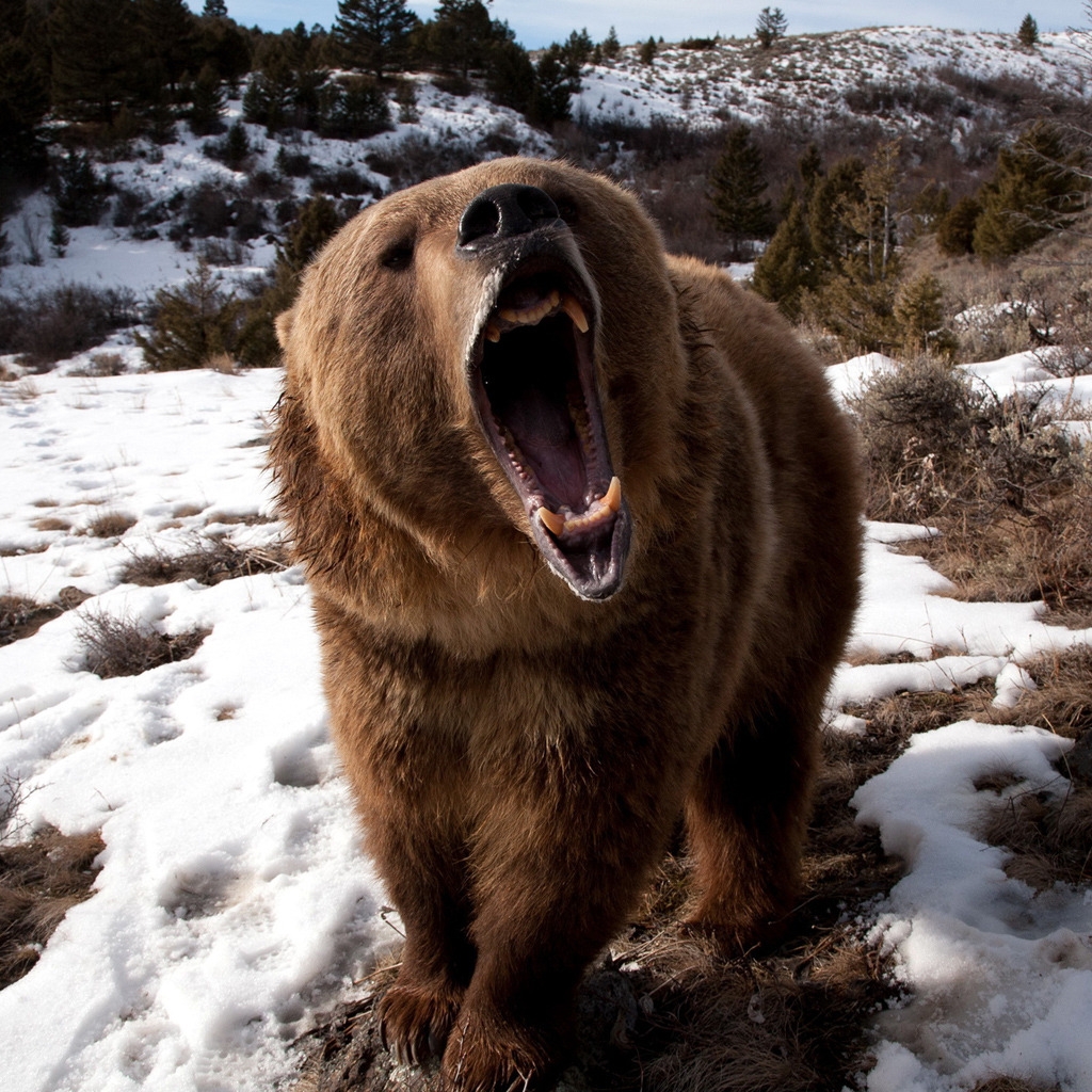 Angry Grizzly Bear for 1024 x 1024 iPad resolution