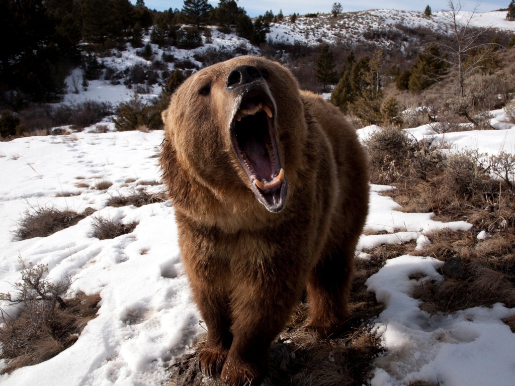 Angry Grizzly Bear for 1024 x 768 resolution