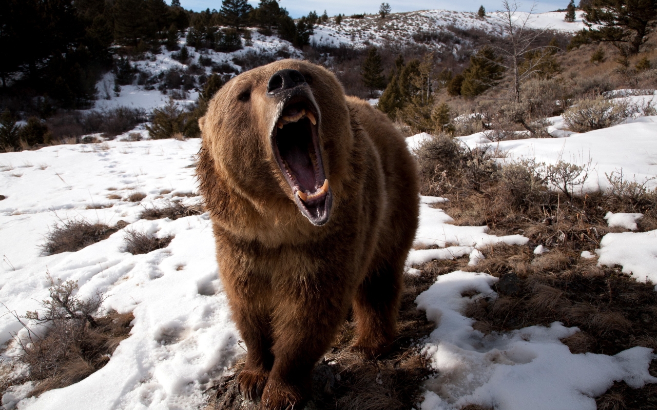 Angry Grizzly Bear for 1280 x 800 widescreen resolution