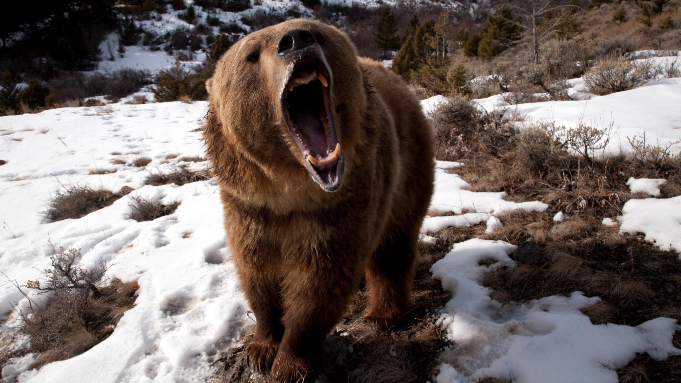 Angry Grizzly Bear for 1366 x 768 HDTV resolution