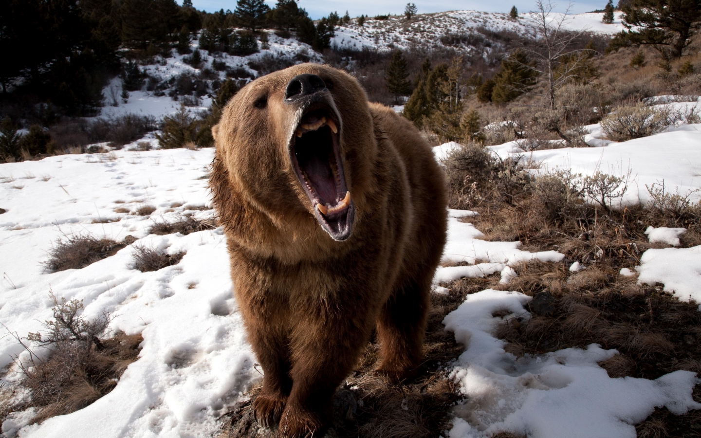 Angry Grizzly Bear for 1440 x 900 widescreen resolution
