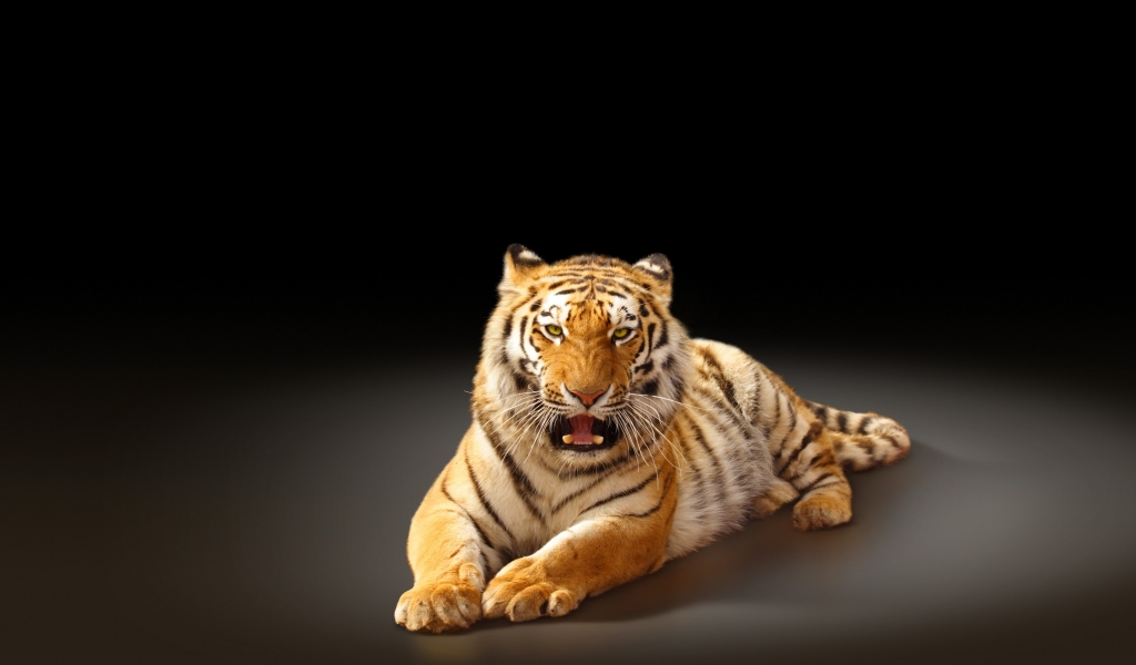 Angry Tiger Poster for 1024 x 600 widescreen resolution