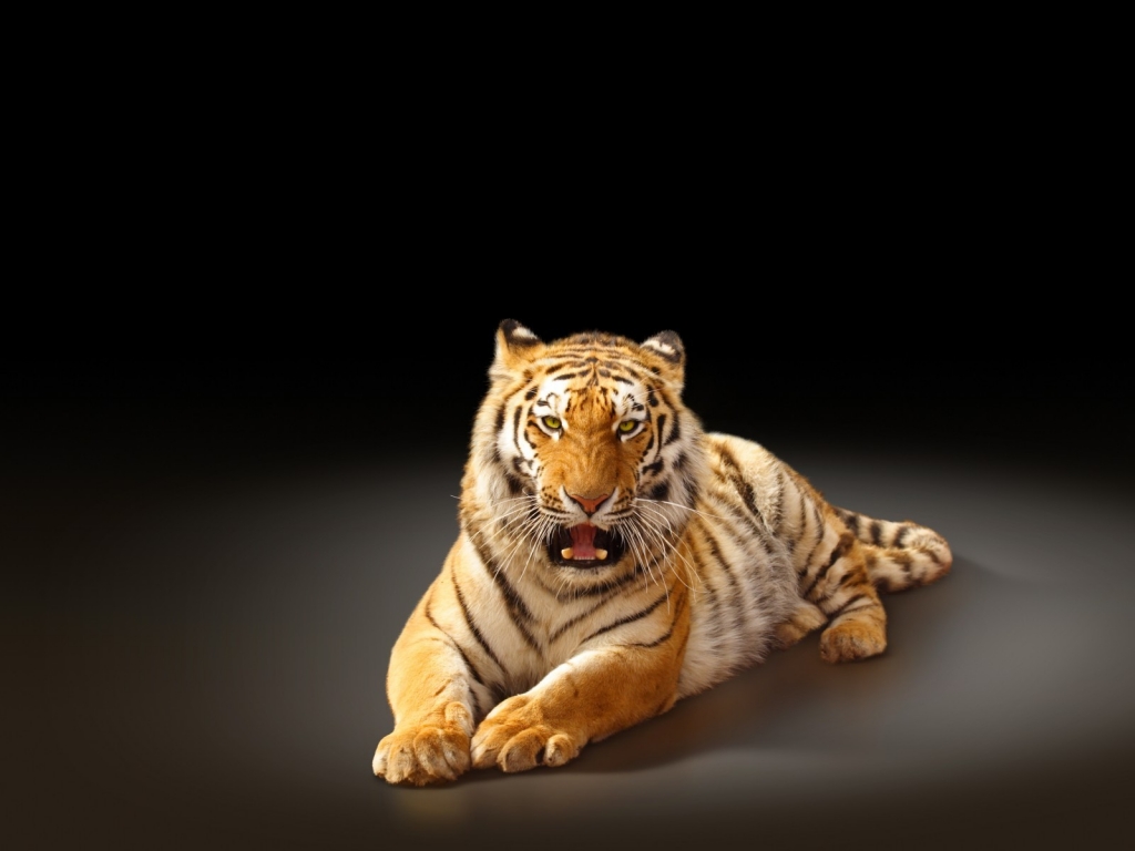 Angry Tiger Poster for 1024 x 768 resolution