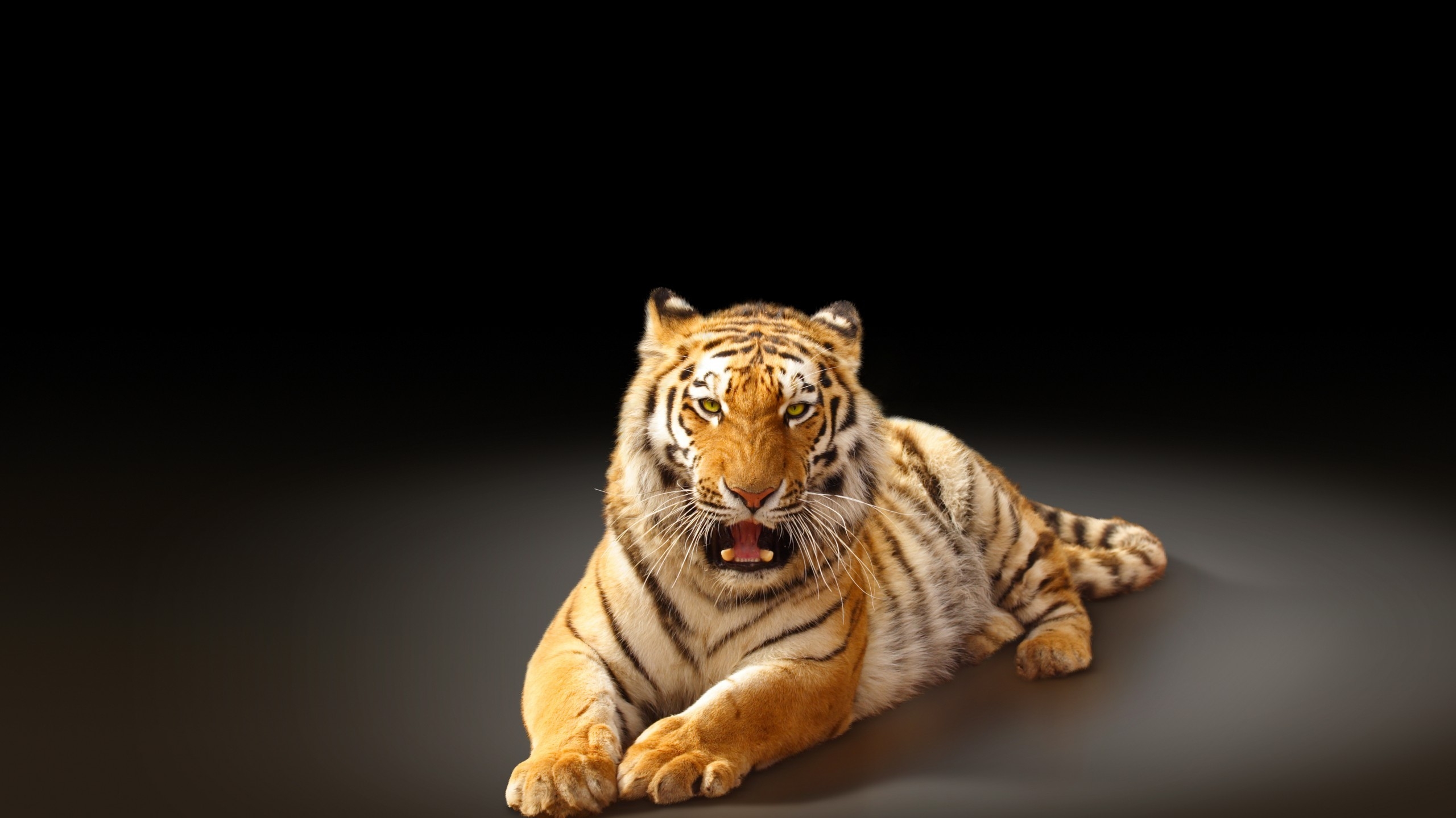 Angry Tiger Poster for 2560x1440 HDTV resolution