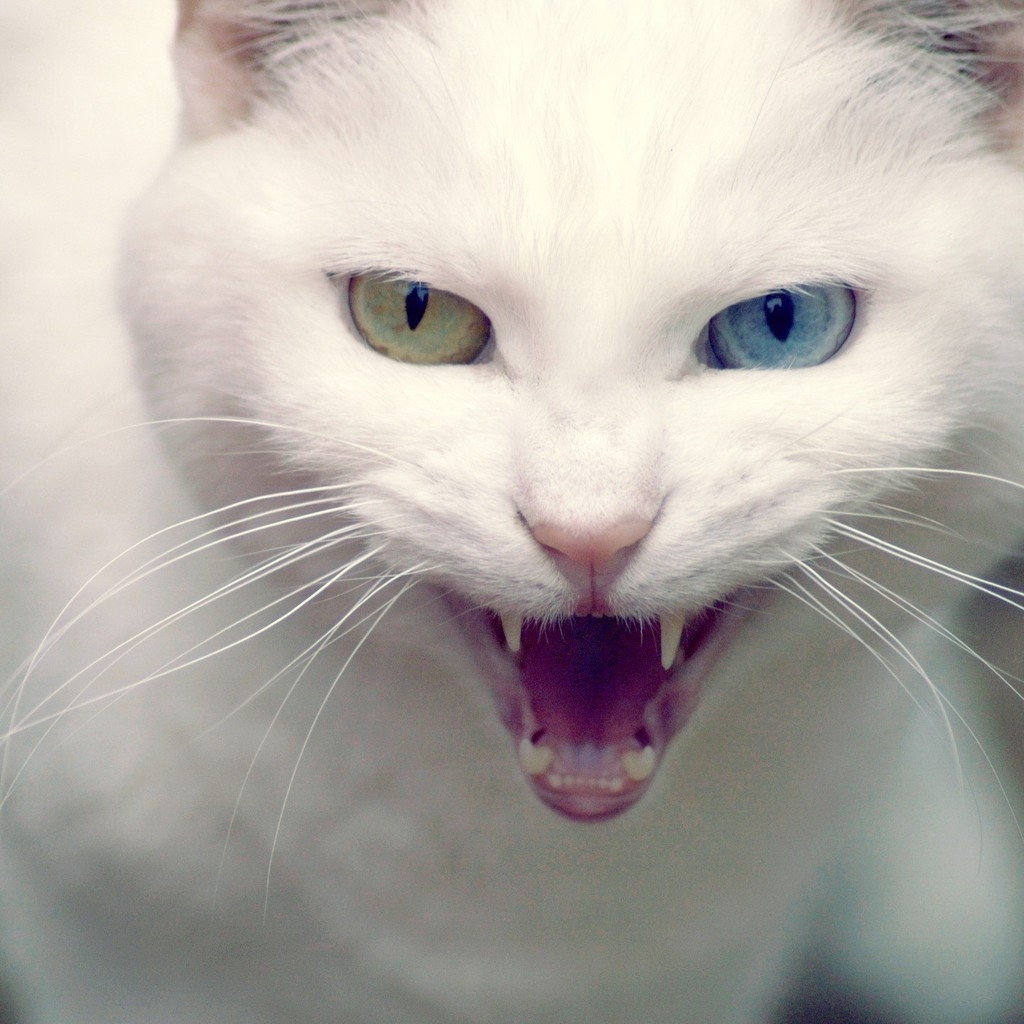 Angry Turkish Angora Cat for 1024 x 1024 iPad resolution