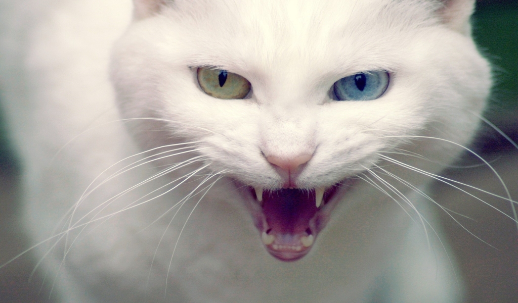Angry Turkish Angora Cat for 1024 x 600 widescreen resolution