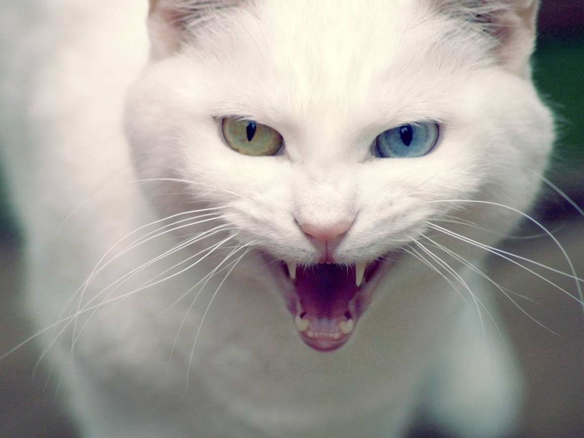 Angry Turkish Angora Cat for 1152 x 864 resolution