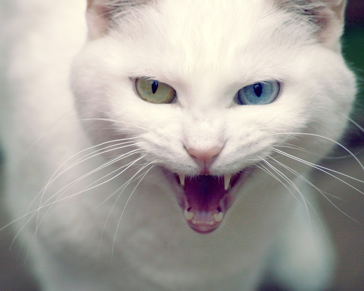 Angry Turkish Angora Cat for 1280 x 1024 resolution