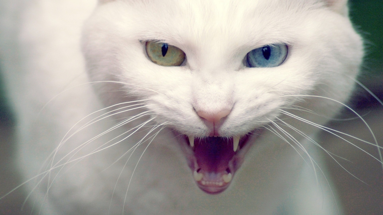 Angry Turkish Angora Cat for 1280 x 720 HDTV 720p resolution