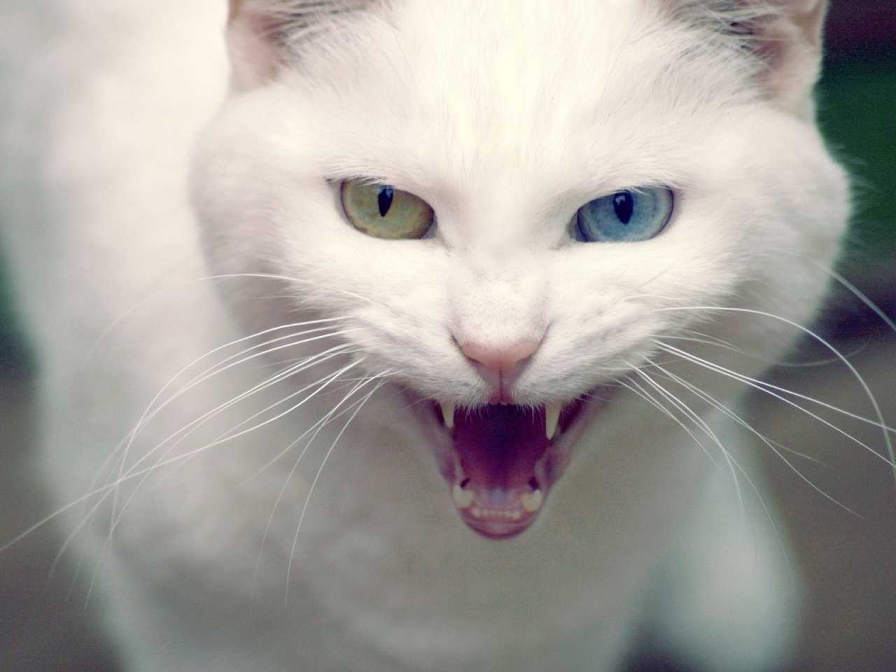 Angry Turkish Angora Cat for 1280 x 960 resolution
