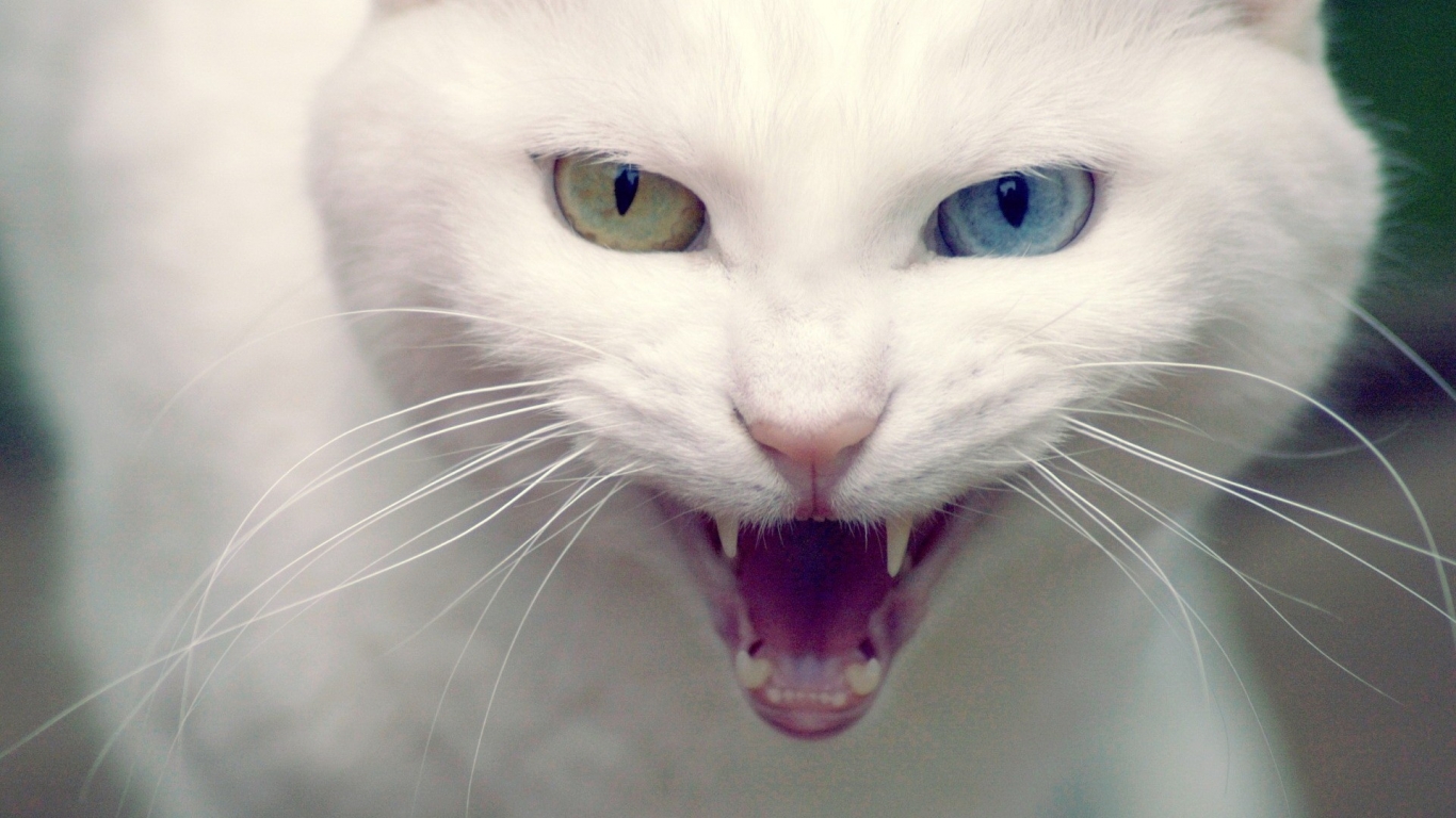 Angry Turkish Angora Cat for 1366 x 768 HDTV resolution