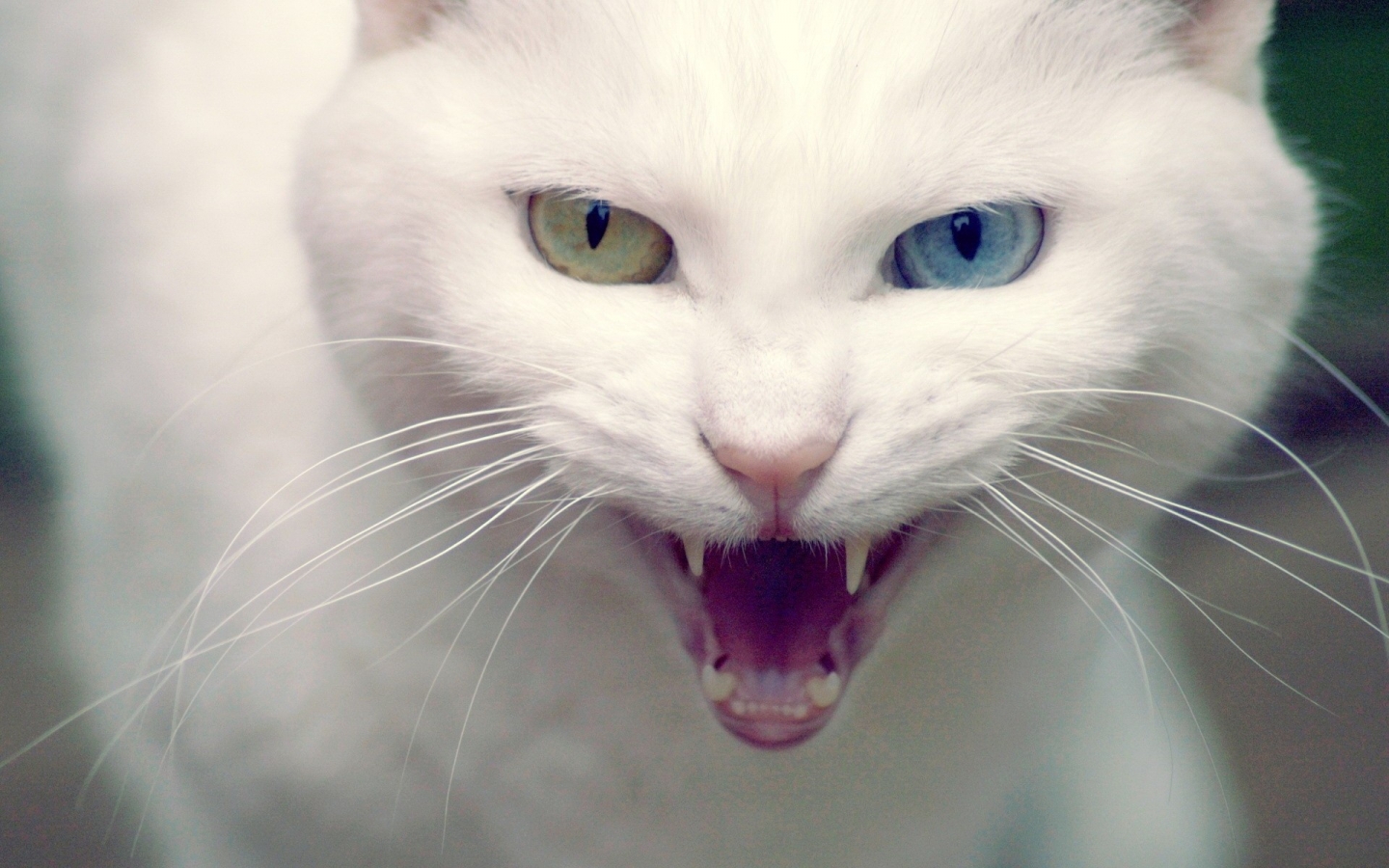 Angry Turkish Angora Cat for 1440 x 900 widescreen resolution