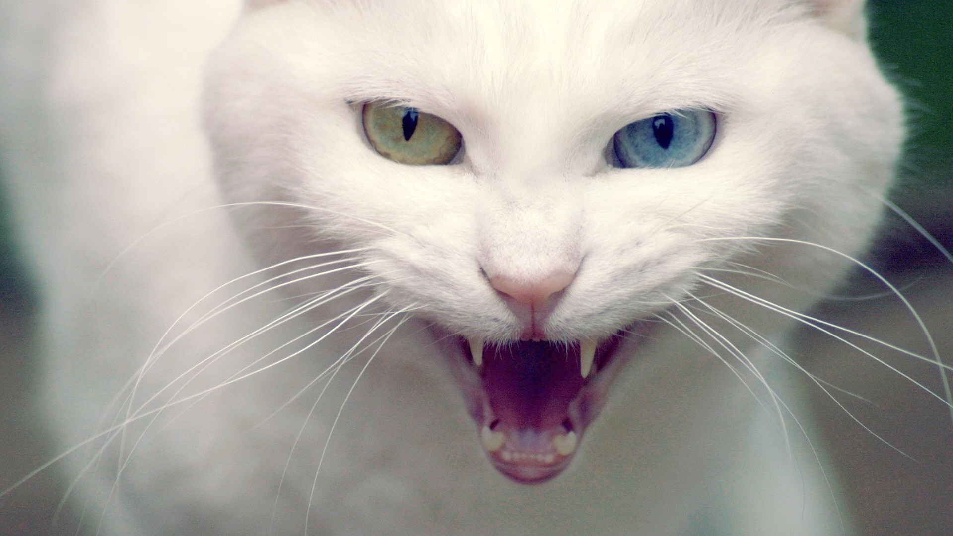 Angry Turkish Angora Cat for 1920 x 1080 HDTV 1080p resolution