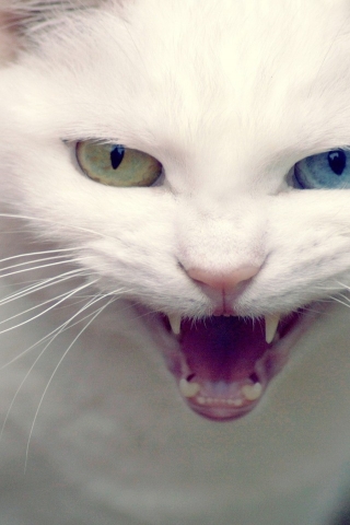 Angry Turkish Angora Cat for 320 x 480 iPhone resolution