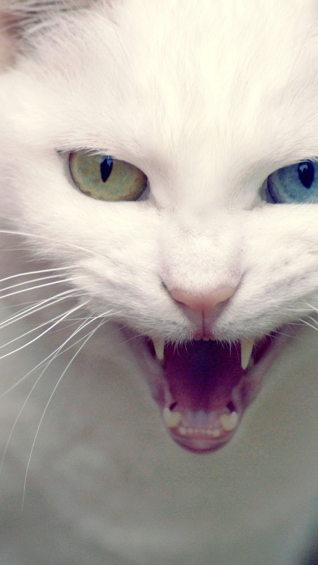 Angry Turkish Angora Cat for 640 x 1136 iPhone 5 resolution