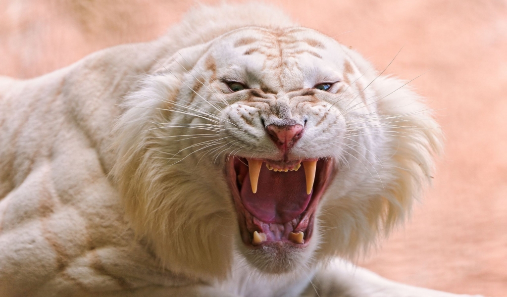 Angry white tiger for 1024 x 600 widescreen resolution