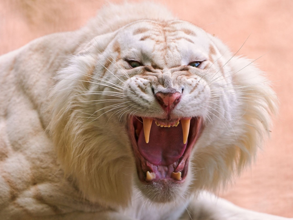 Angry white tiger for 1024 x 768 resolution