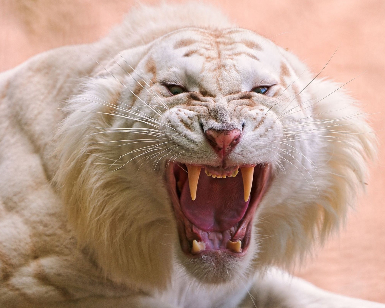 Angry white tiger for 1280 x 1024 resolution