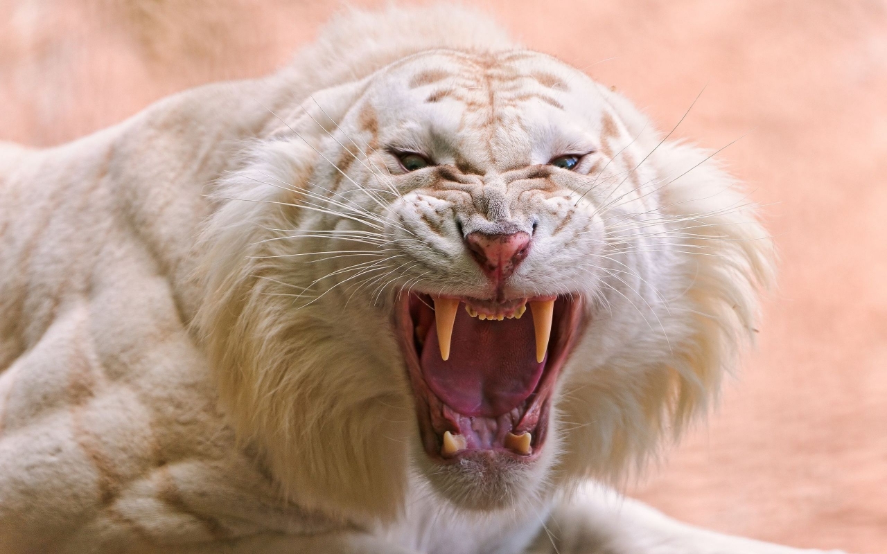 Angry white tiger for 1280 x 800 widescreen resolution