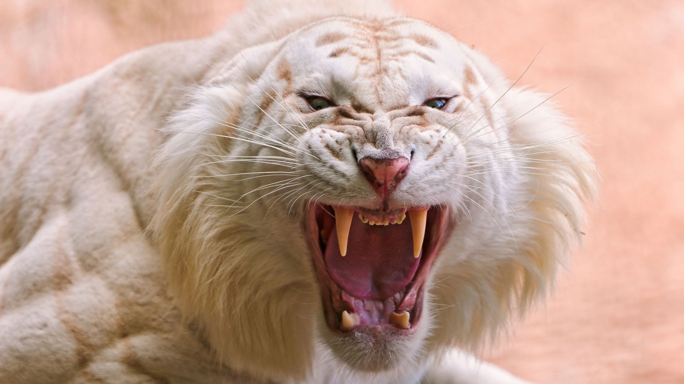 Angry white tiger for 1366 x 768 HDTV resolution