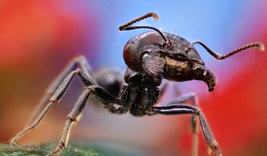Ant Close Up for 1024 x 600 widescreen resolution