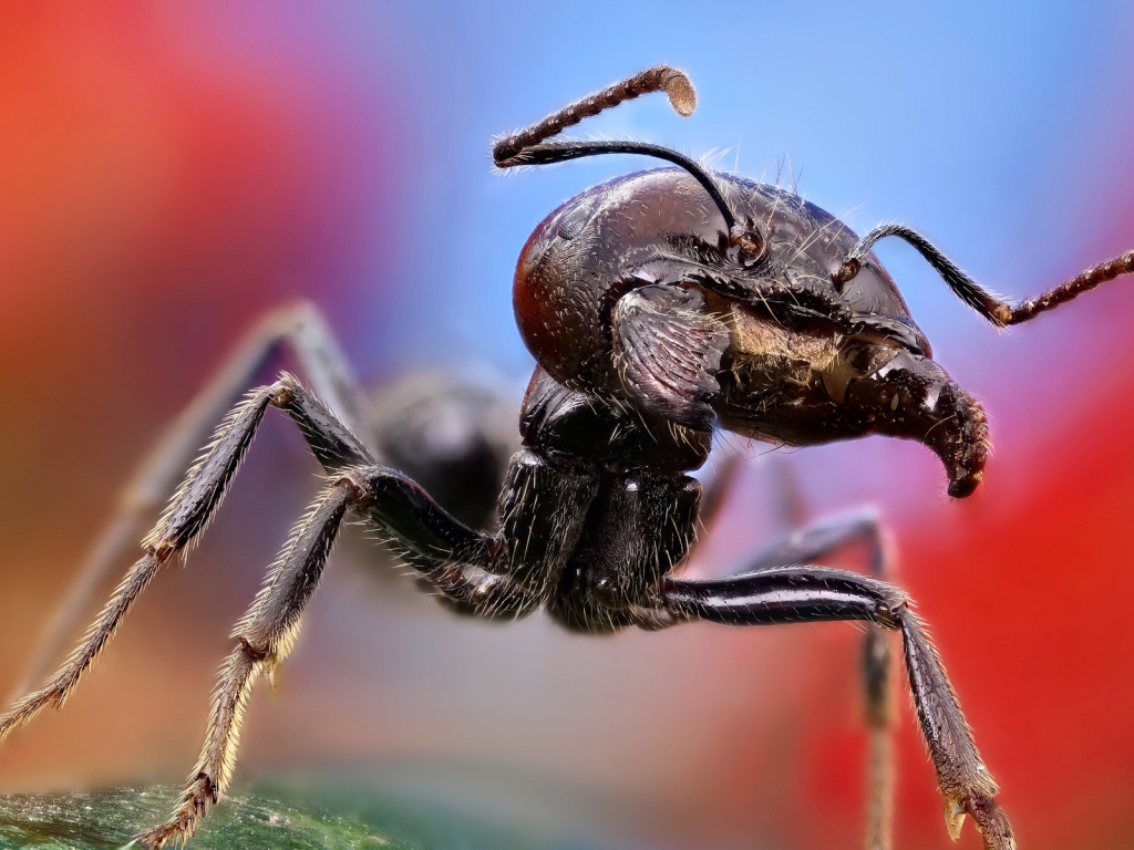 Ant Close Up for 1024 x 768 resolution