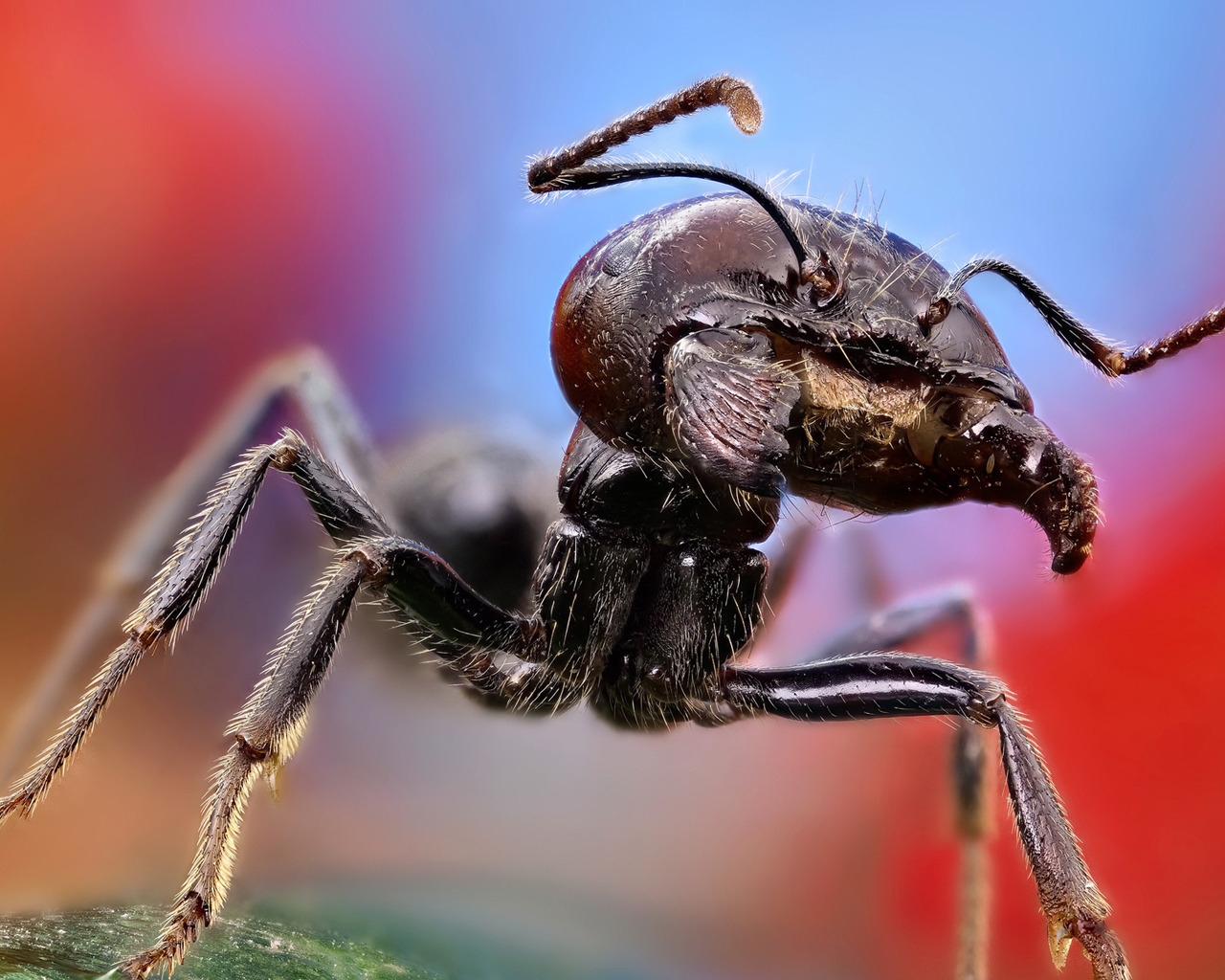 Ant Close Up for 1280 x 1024 resolution