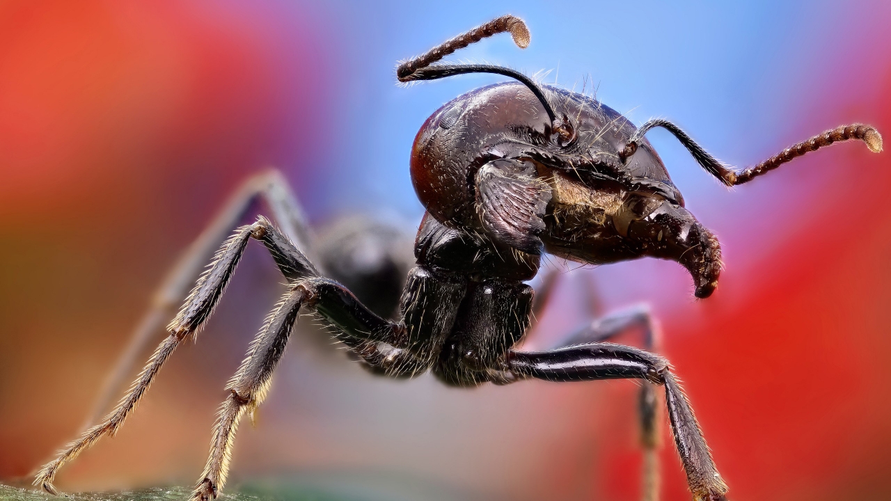 Ant Close Up for 1280 x 720 HDTV 720p resolution