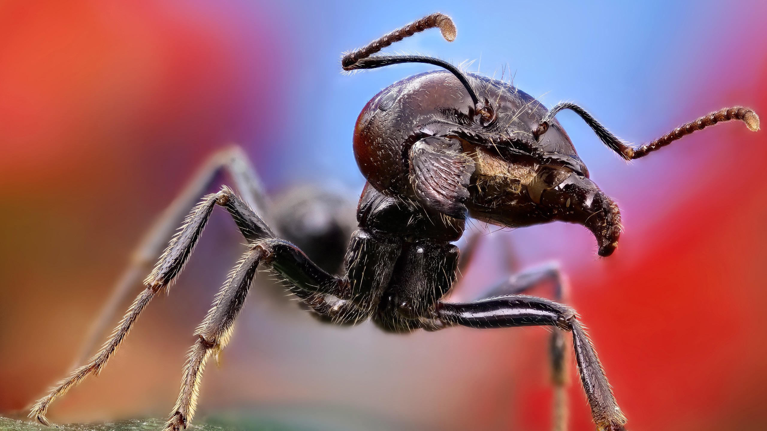 Ant Close Up for 2560x1440 HDTV resolution