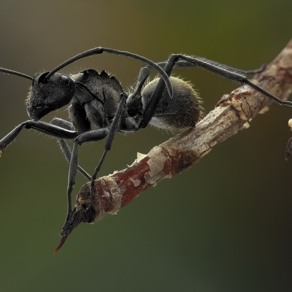 Ant Macro Photography for 1024 x 1024 iPad resolution