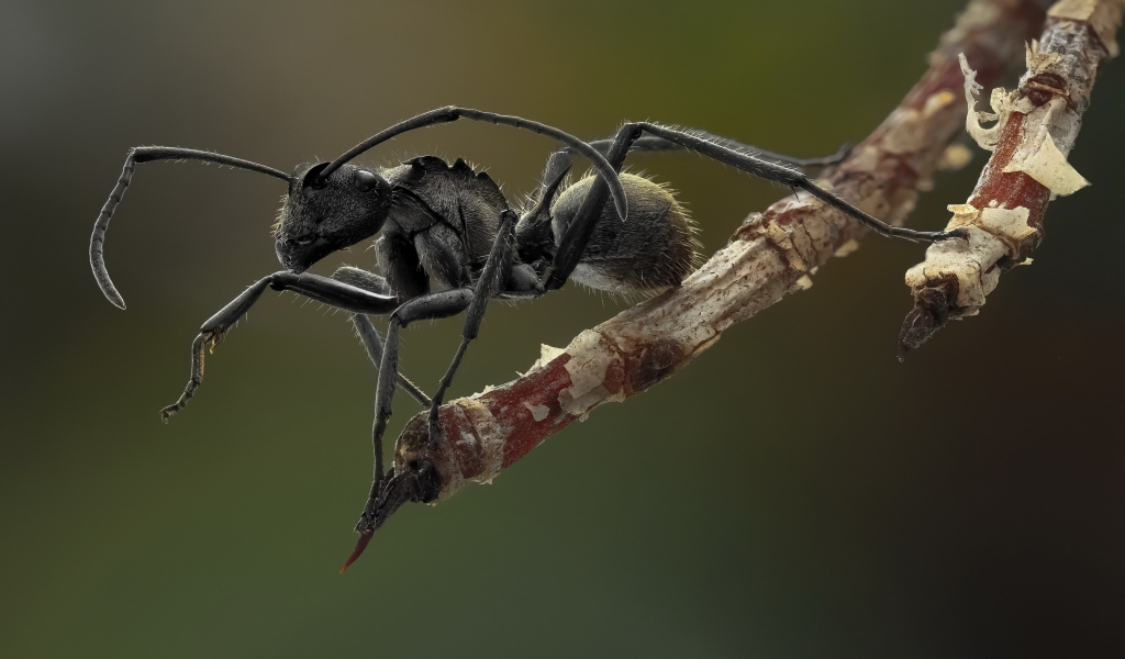 Ant Macro Photography for 1024 x 600 widescreen resolution