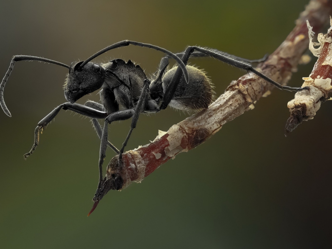 Ant Macro Photography for 1152 x 864 resolution