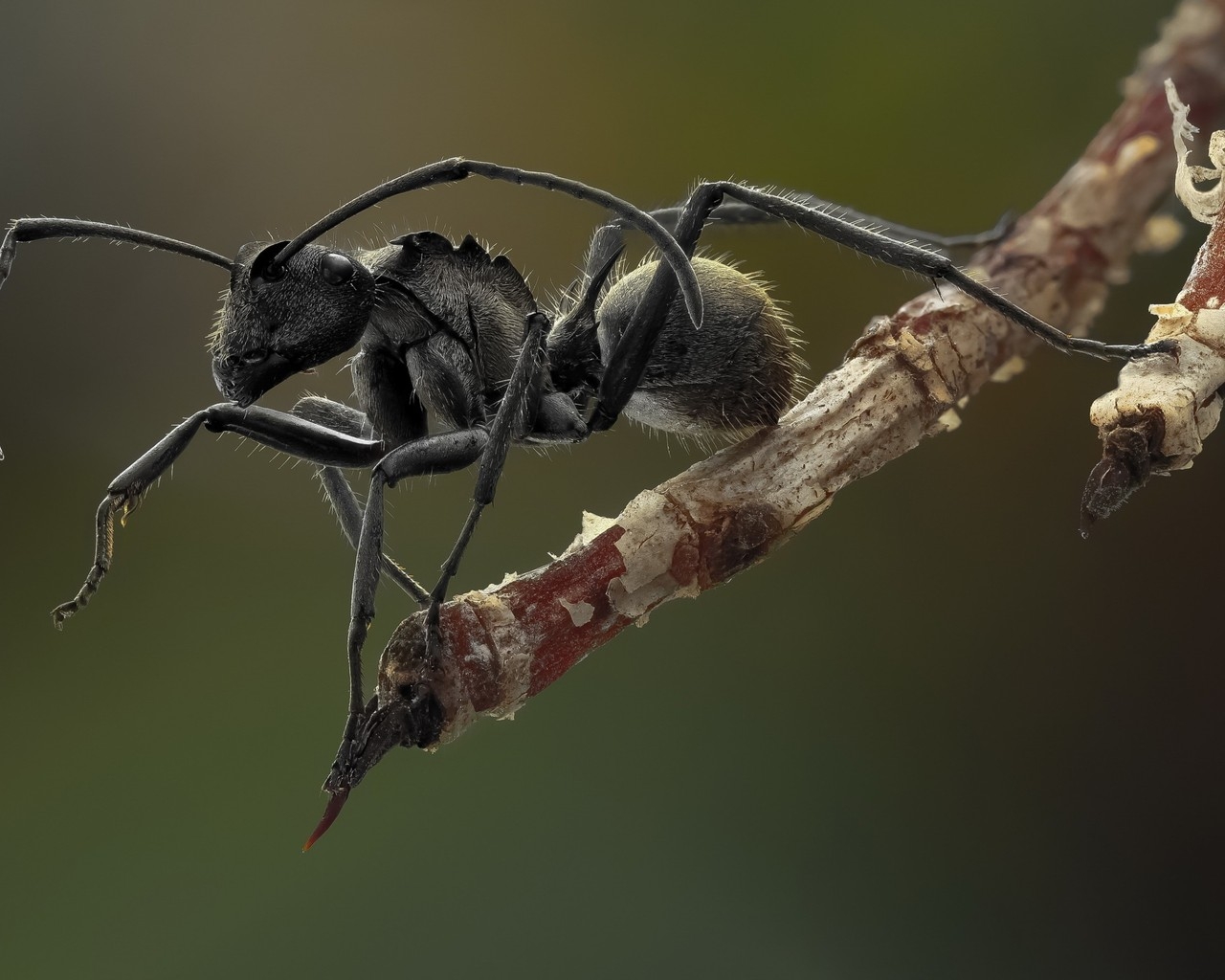 Ant Macro Photography for 1280 x 1024 resolution