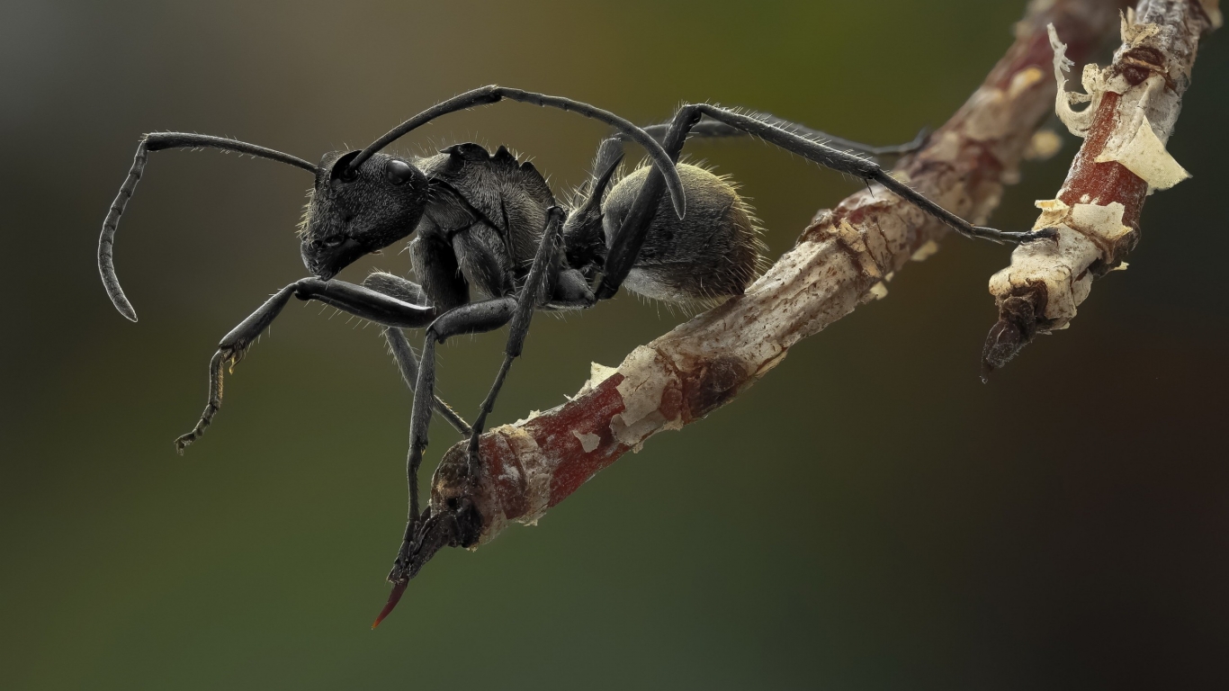 Ant Macro Photography for 1366 x 768 HDTV resolution