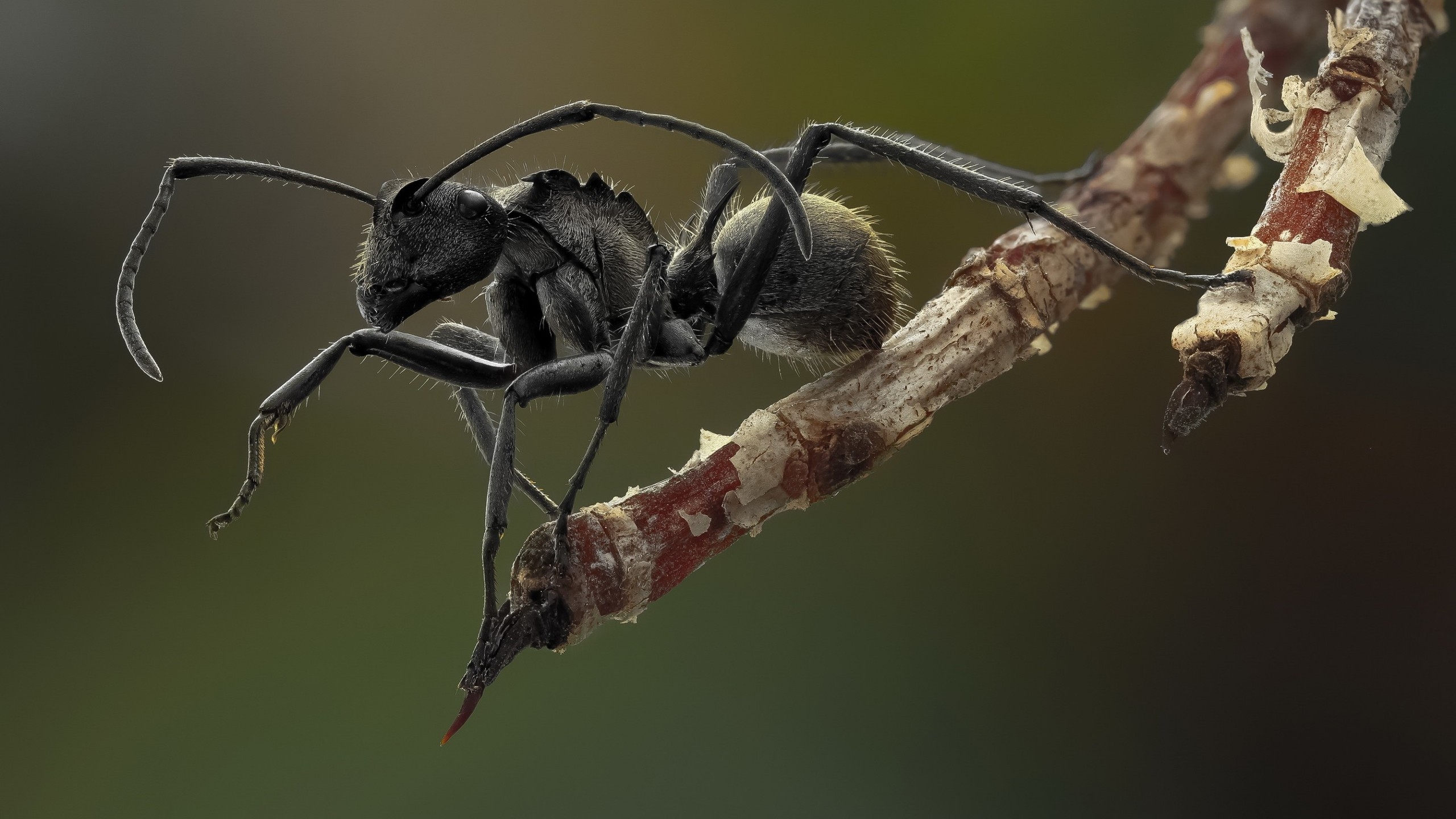 Ant Macro Photography for 2560x1440 HDTV resolution