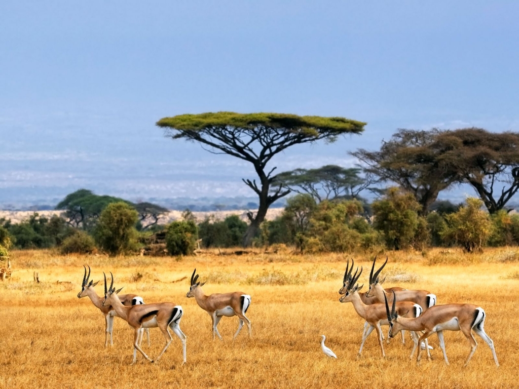 Antelopes for 1024 x 768 resolution