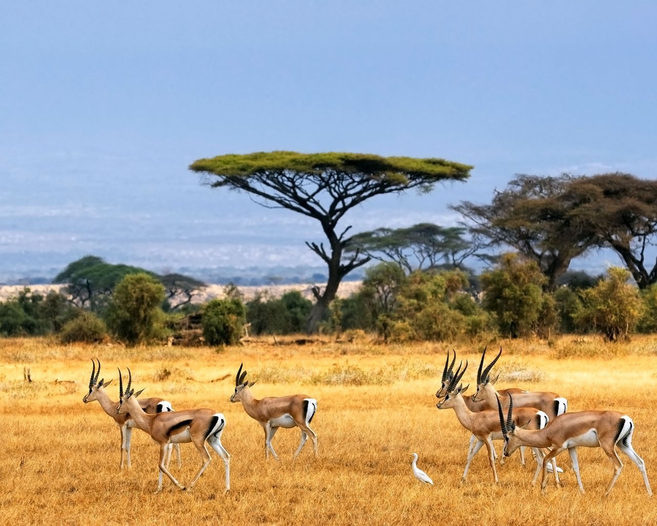Antelopes for 1280 x 1024 resolution