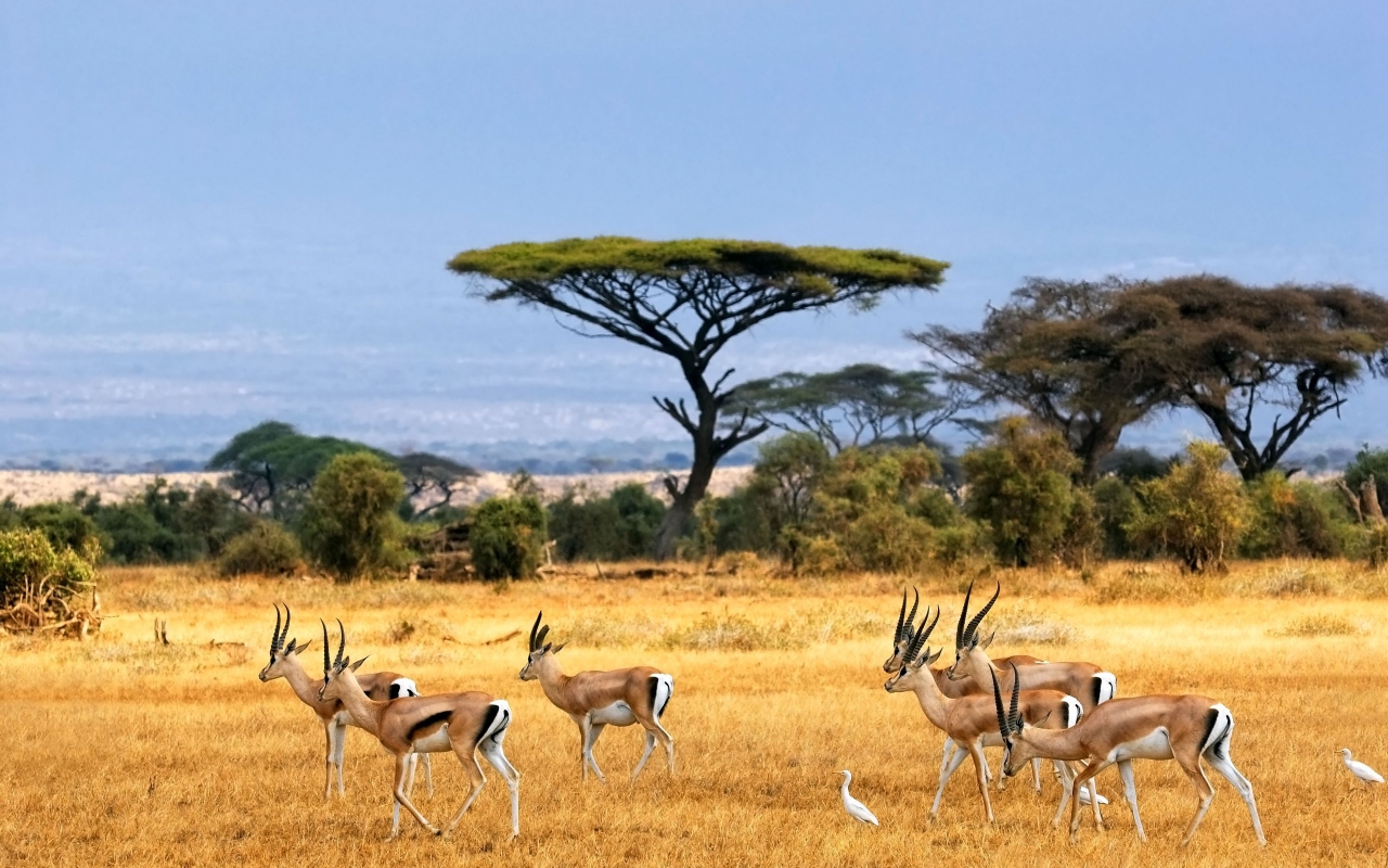 Antelopes for 1280 x 800 widescreen resolution