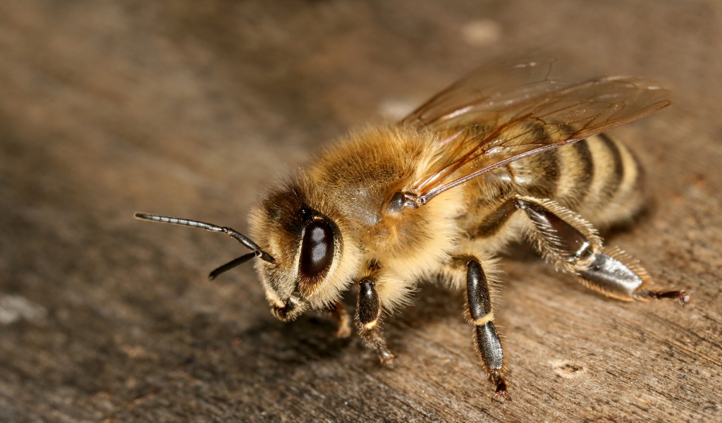 Apis mellifera carnica for 1024 x 600 widescreen resolution