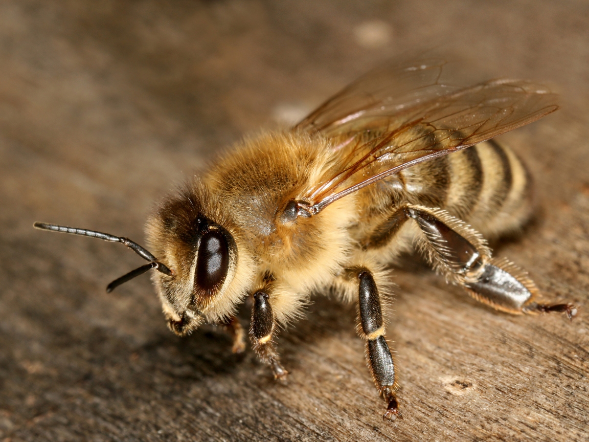 Apis mellifera carnica for 1152 x 864 resolution