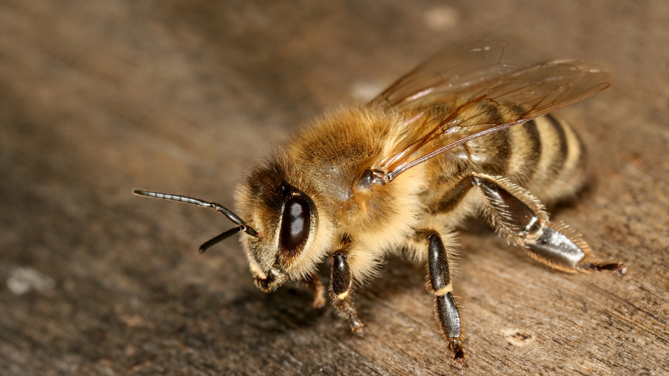 Apis mellifera carnica for 1366 x 768 HDTV resolution