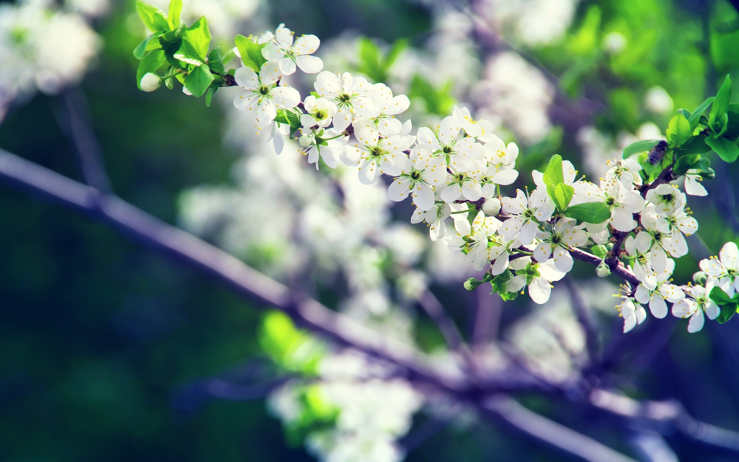 Apple Flower Tree for 2560 x 1600 widescreen resolution