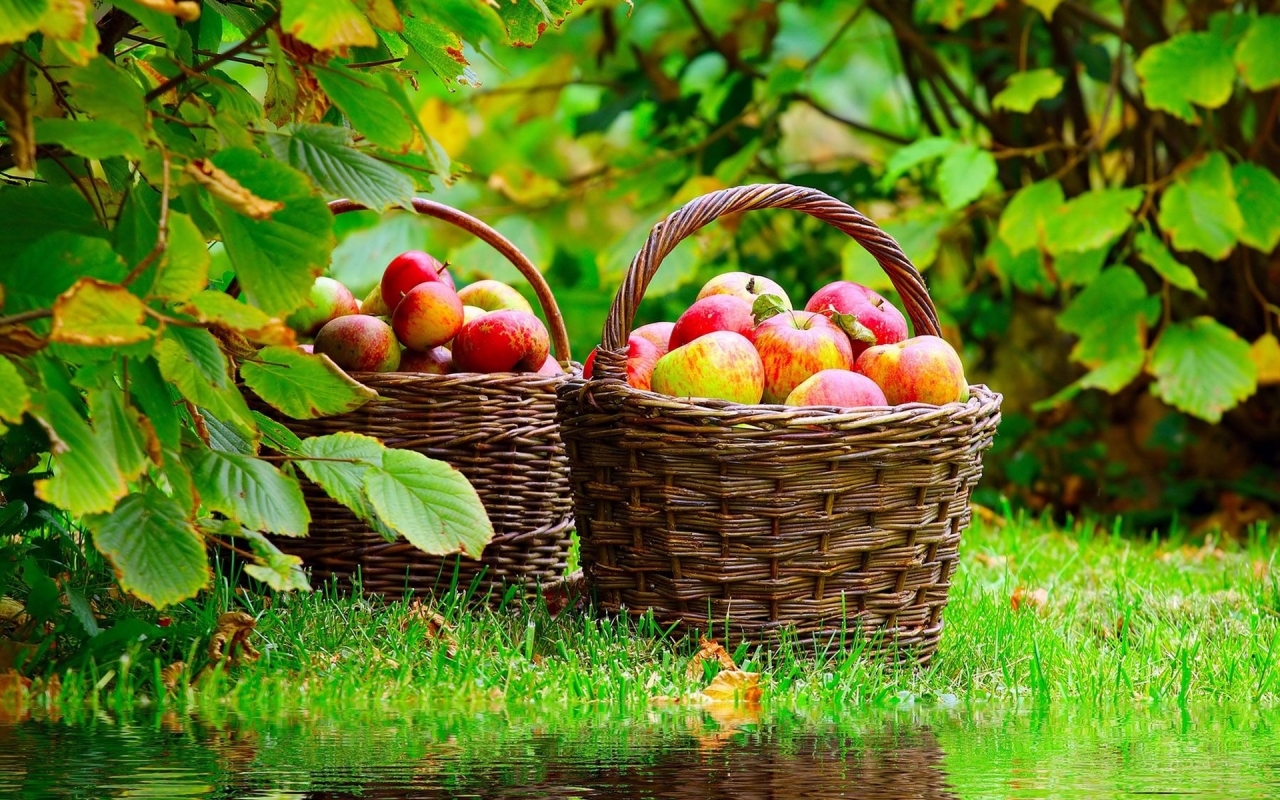 Apples Basket for 1280 x 800 widescreen resolution