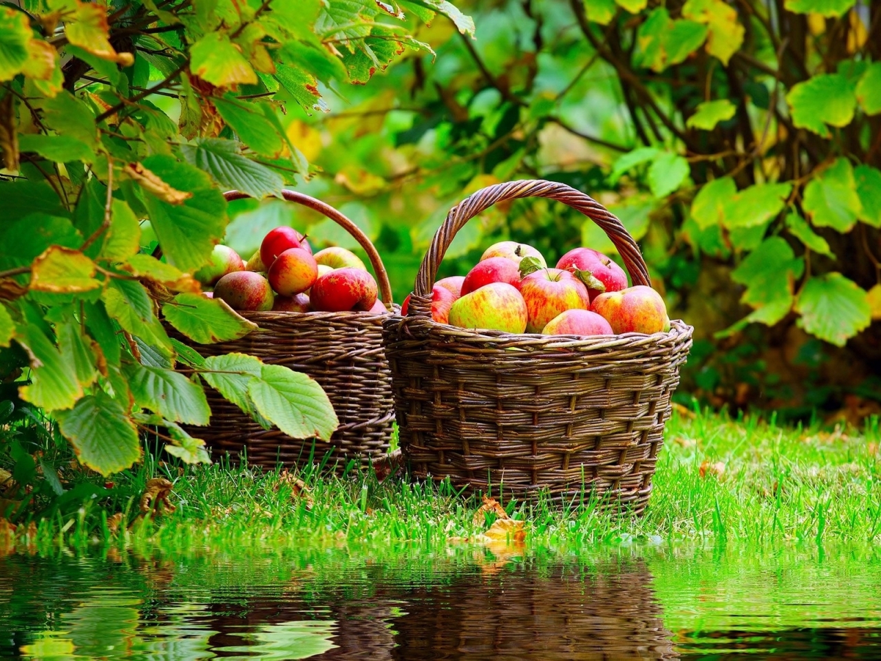 Apples Basket for 1280 x 960 resolution