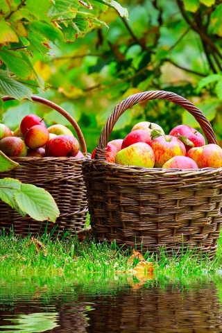 Apples Basket for 320 x 480 iPhone resolution