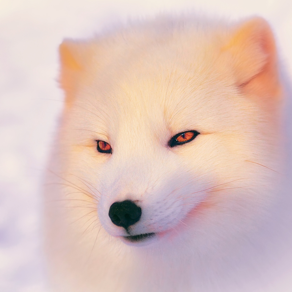 Arctic Fox  for 1024 x 1024 iPad resolution