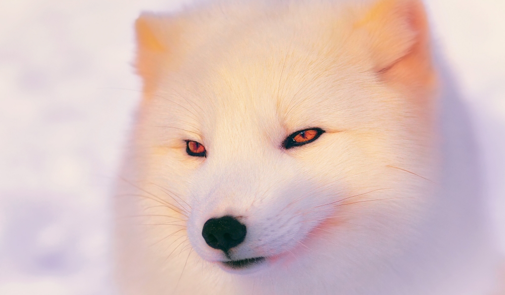 Arctic Fox  for 1024 x 600 widescreen resolution