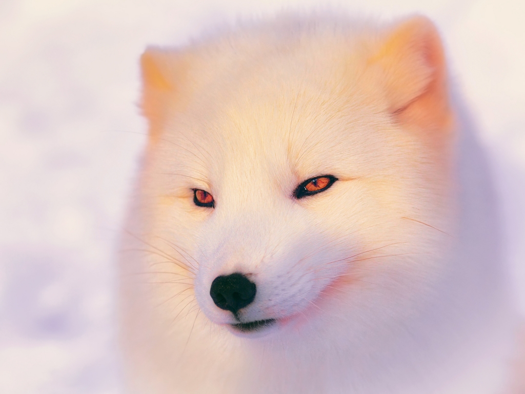 Arctic Fox  for 1024 x 768 resolution